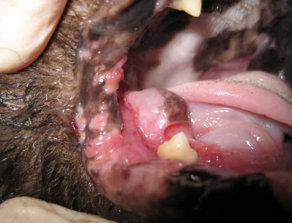 Abb.10 Gingivo-Parodonto-Stomatitis Unterkiefer rechts bei einer Katze