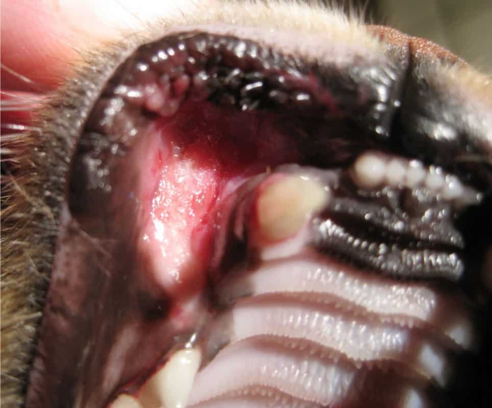 Abb.3b Fokale Kontaktstomatitis an bukkaler Mukosakontaktfläche im Bereich des rechten Caninus im Oberkiefer einer Katze
