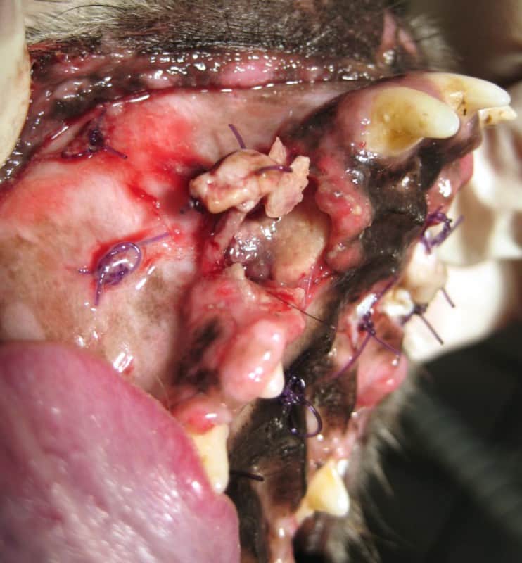 Abb.5 Knochennekrose im Bereich des rechten Caninus im Oberkiefer bei einem Foxterrier